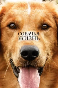 C0бaկbᴙ жuʒнb